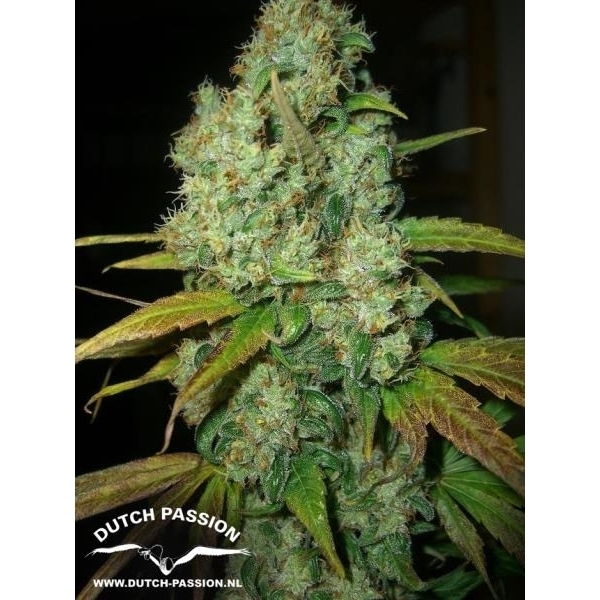 Power Plant (Dutch Passion) feminisiert