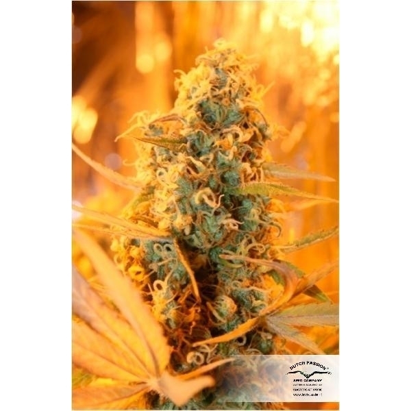 Power Plant (Dutch Passion) feminisiert