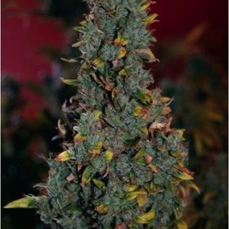 Power Plant (Dutch Passion) feminisiert