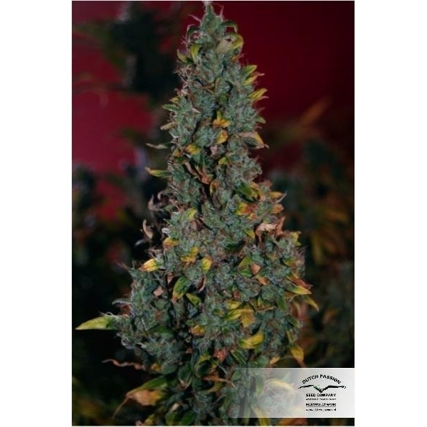 Power Plant (Dutch Passion) feminisiert