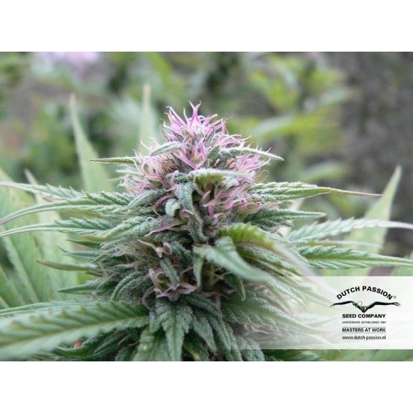 Orange Bud (Dutch Passion) feminisiert