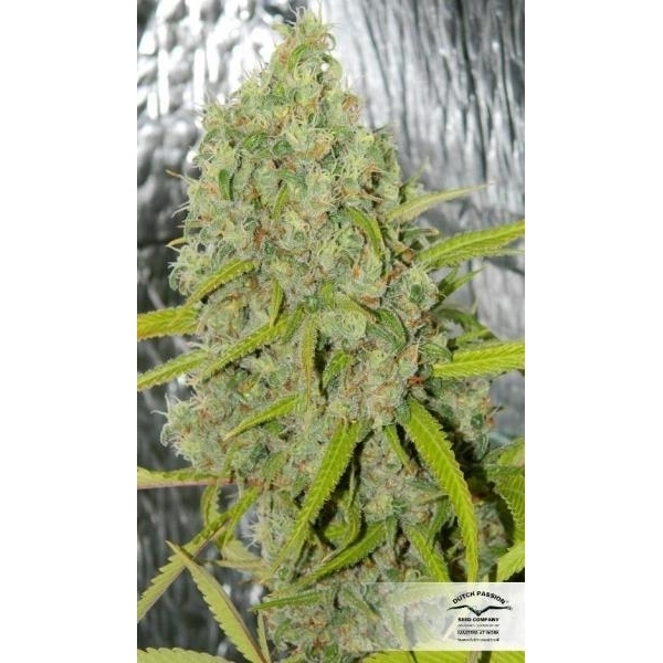 Orange Bud (Dutch Passion) feminisiert