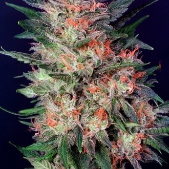 White Widow (Dutch Passion) feminisiert