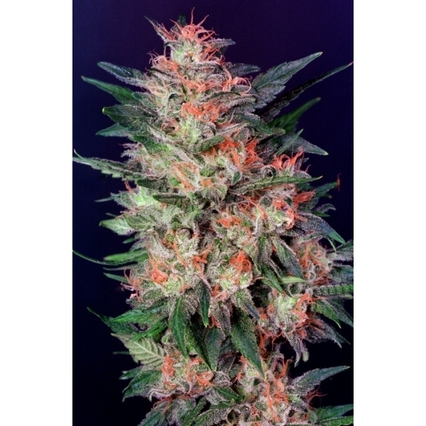 White Widow (Dutch Passion) feminisiert