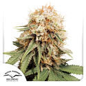 White Widow (Dutch Passion) feminisiert