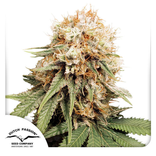 White Widow (Dutch Passion) feminisiert