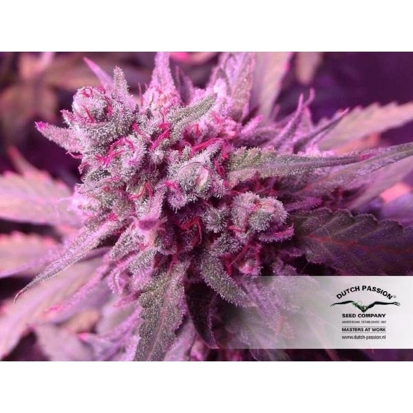 White Widow (Dutch Passion) feminisiert