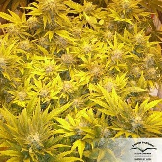 White Widow (Dutch Passion) feminisiert