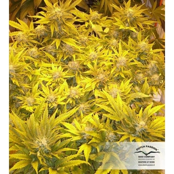 White Widow (Dutch Passion) feminisiert