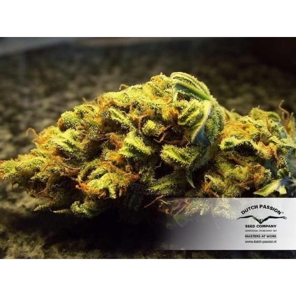 White Widow (Dutch Passion) feminisiert