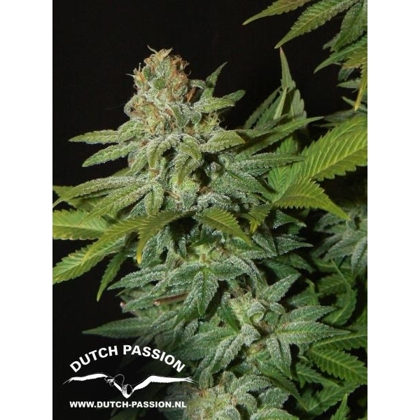 Mazar (Dutch Passion) feminisiert