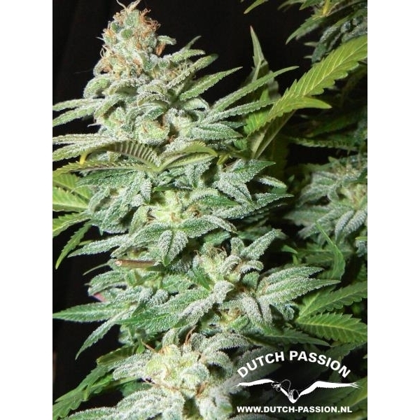 Mazar (Dutch Passion) feminisiert