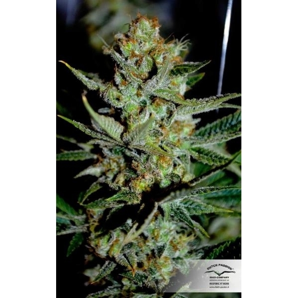 Mazar (Dutch Passion) feminisiert