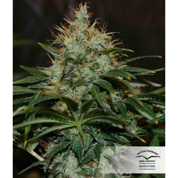 Mazar (Dutch Passion) feminisiert