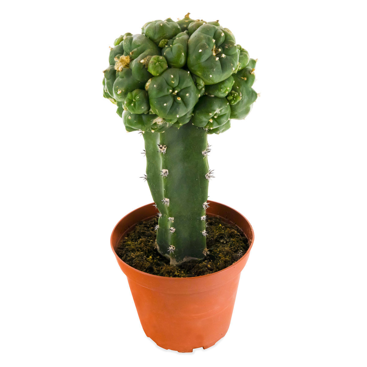 spring kaktus Schlumbergera gaertneri - Spring Cactus main image 1