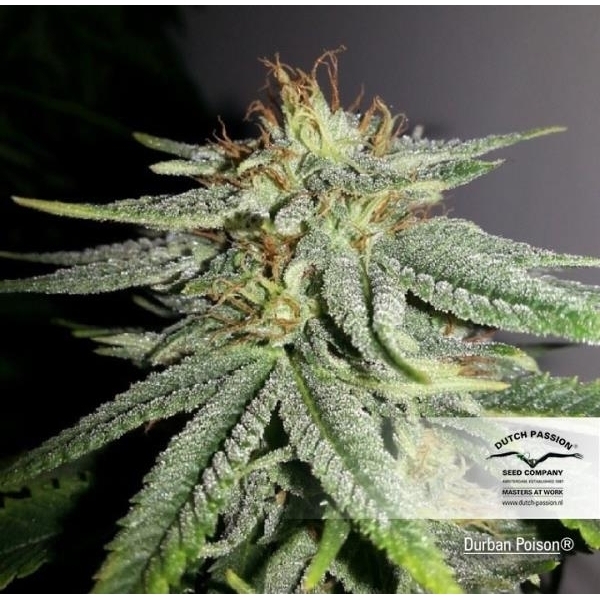 Durban Poison (Dutch Passion) feminisiert