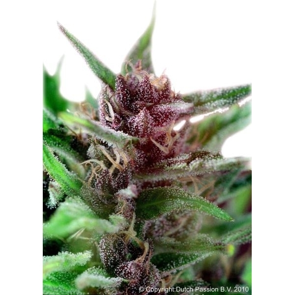 Shaman (Dutch Passion) feminisiert