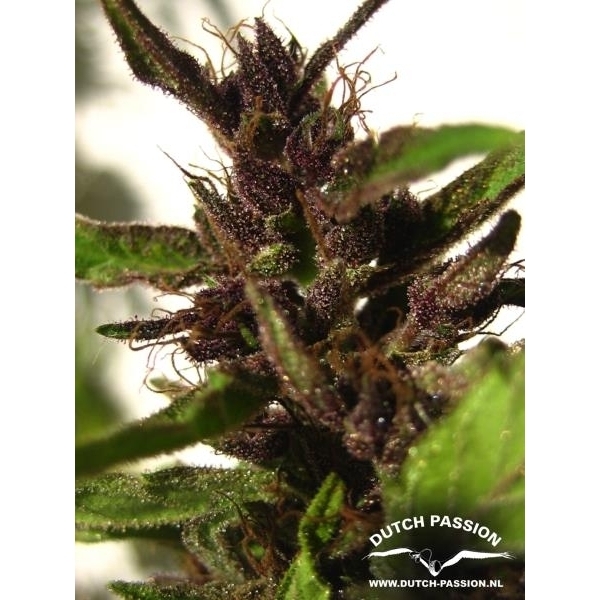 Shaman (Dutch Passion) feminisiert