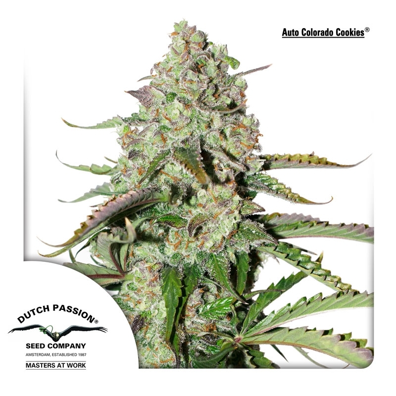 Auto Colorado Cookies (Dutch Passion)