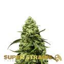Turing Autoflowering (Super Strains) feminisiert