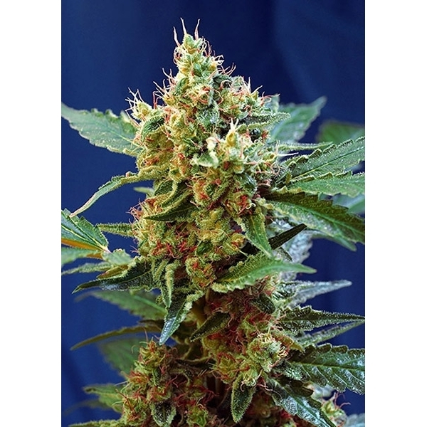 Cream Mandarine XL Auto (Sweet Seeds) feminisiert
