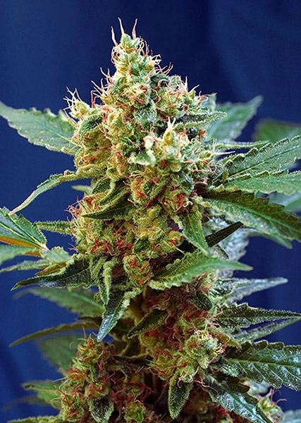 Sweet Tai Feminisiert (Sweet Seeds)