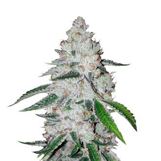 West Coast O.G. Auto (FastBuds) feminisiert