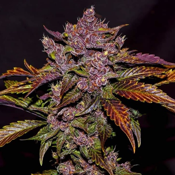 Blackberry Auto (FastBuds) feminisiert