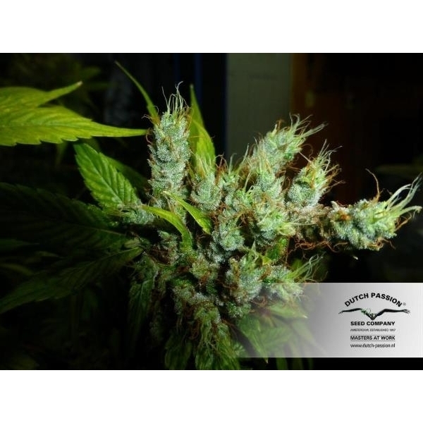 Strawberry Cough (Dutch Passion) feminisiert