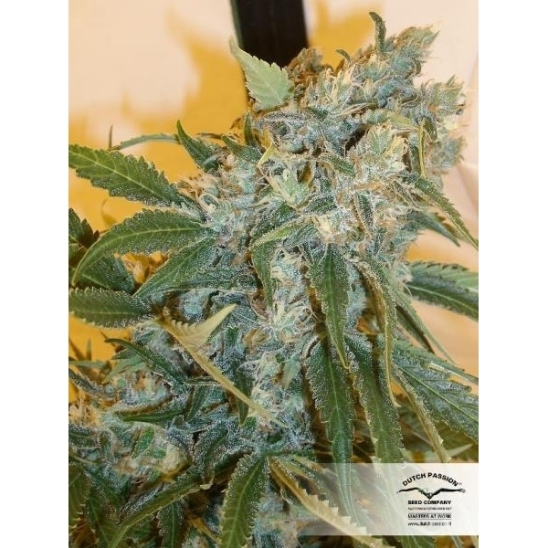 Strawberry Cough (Dutch Passion) feminisiert