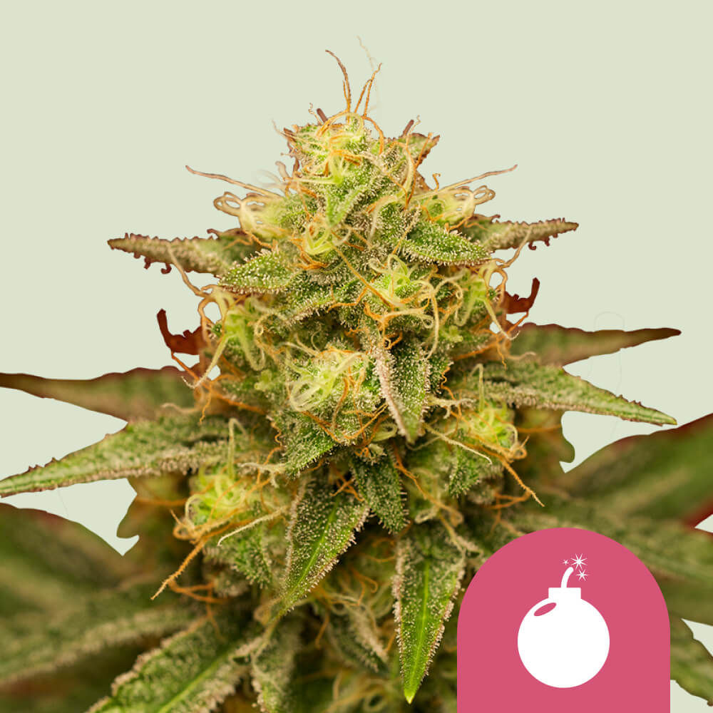 Royal Domina Feminisiert (Royal Queen Seeds)