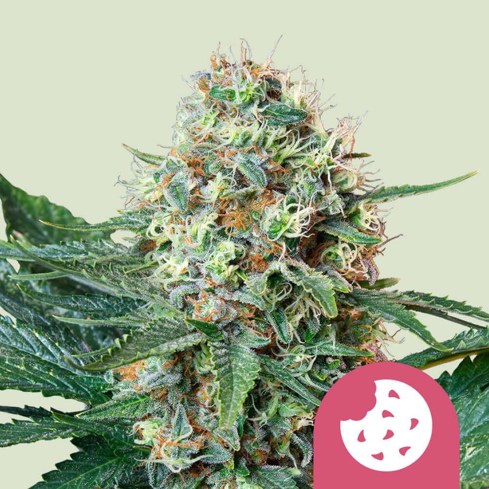 Royal Cookies Feminisiert (Royal Queen Seeds)