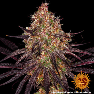 Ayahuasca Purple (Barney's Farm) feminisiert Ayahuasca Purple (Barney's Farm) feminisiert