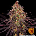 Ayahuasca Purple (Barney's Farm) feminisiert