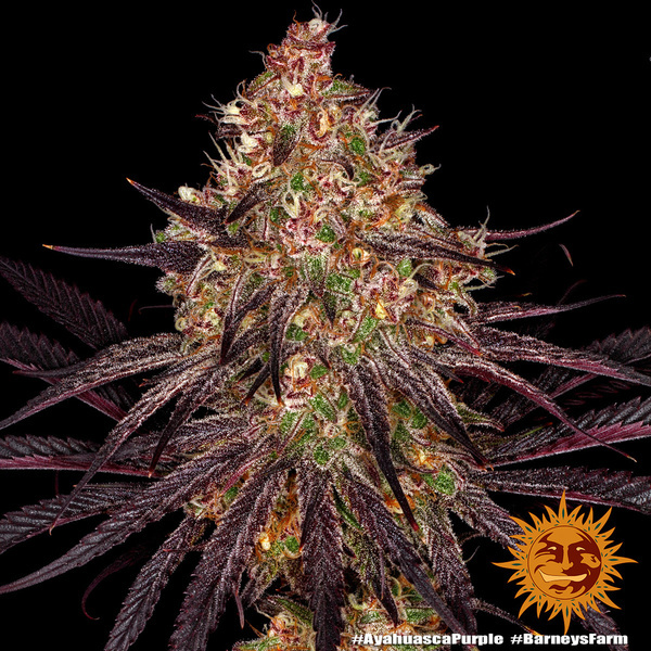 Ayahuasca Purple (Barney's Farm) feminisiert