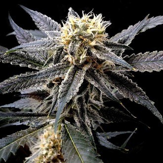Strawberry Banana (DNA Genetics) feminisiert Strawberry Banana (DNA Genetics) feminisiert