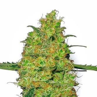 Master Kush (White Label) feminisiert