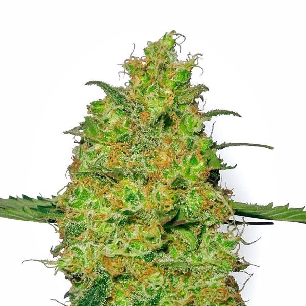 Master Kush (White Label) feminisiert