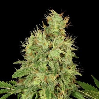 CBD-Chronic (Serious Seeds) feminisiert CBD-Chronic (Serious Seeds) feminisiert