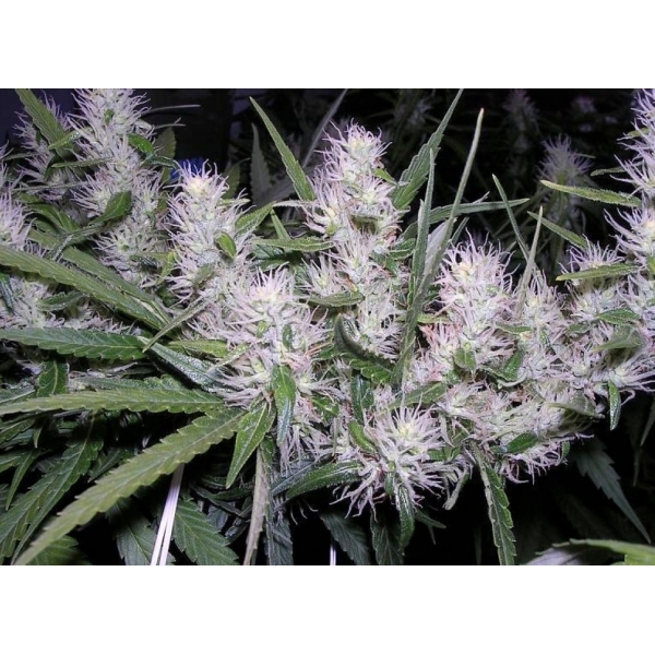 Master Kush (Dutch Passion) feminisiert