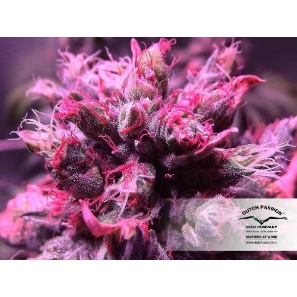 Master Kush (Dutch Passion) feminisiert