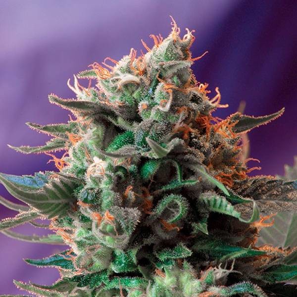 Fast Eddy 1:1 Feminisiert (Sweet Seeds)