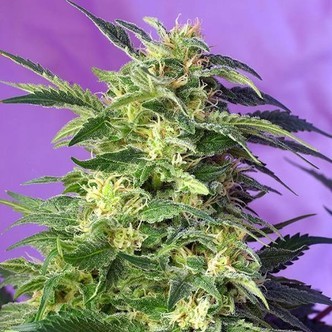 Killer Kush Auto (Sweet Seeds) feminisiert