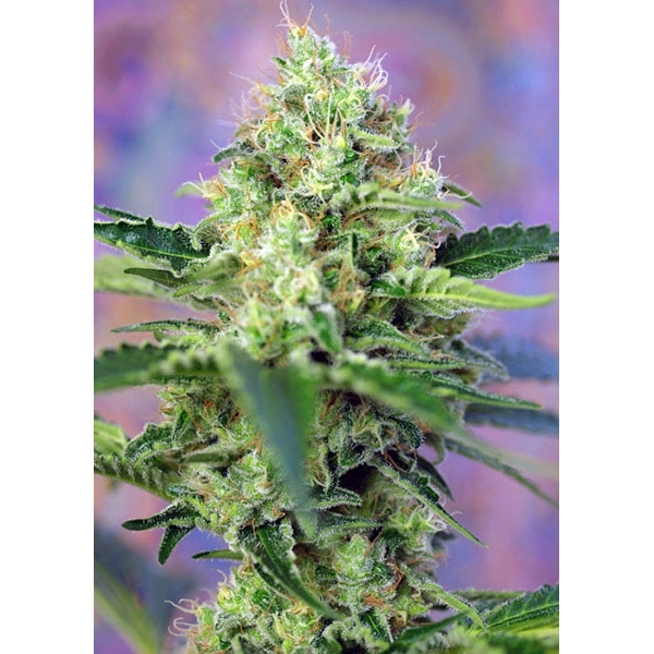 Crystal Candy (Sweet Seeds) feminisiert