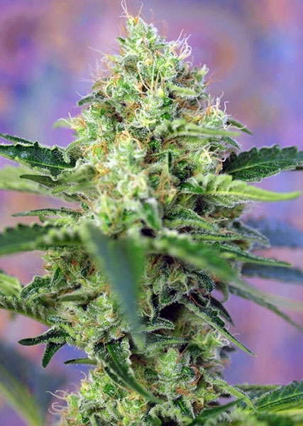 Crystal Candy Feminisiert (Sweet Seeds)