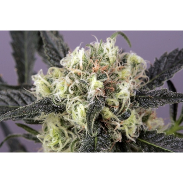 Snow Bud (Dutch Passion) feminisiert