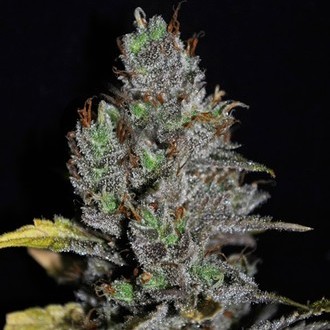 Viagrra (VIP Seeds) feminisiert Viagrra (VIP Seeds) feminisiert