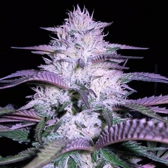 Currant Kush (VIP Seeds) feminisiert
