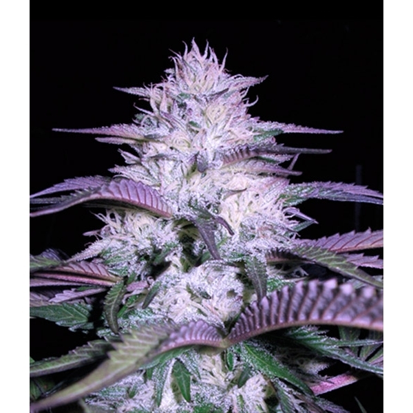 Currant Kush (VIP Seeds) feminisiert