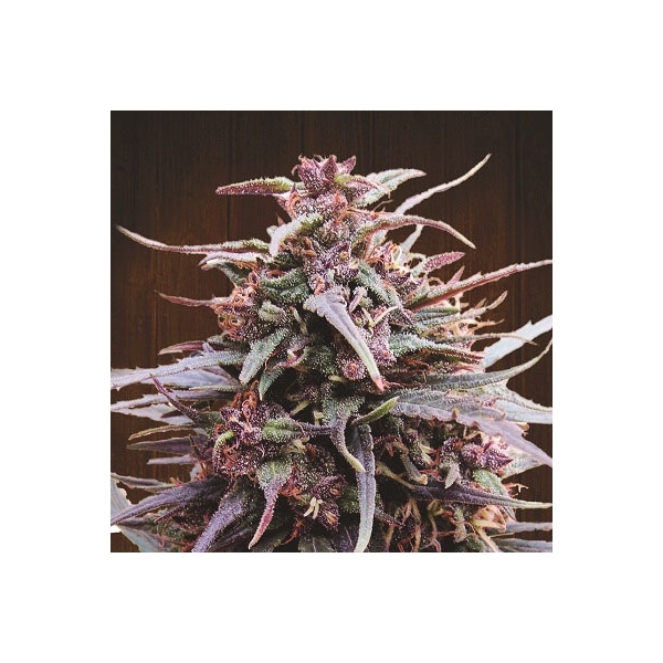 Purple Haze x Malawi (ACE Seeds) feminisiert